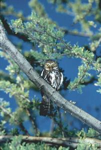 pygmyowl.jpg