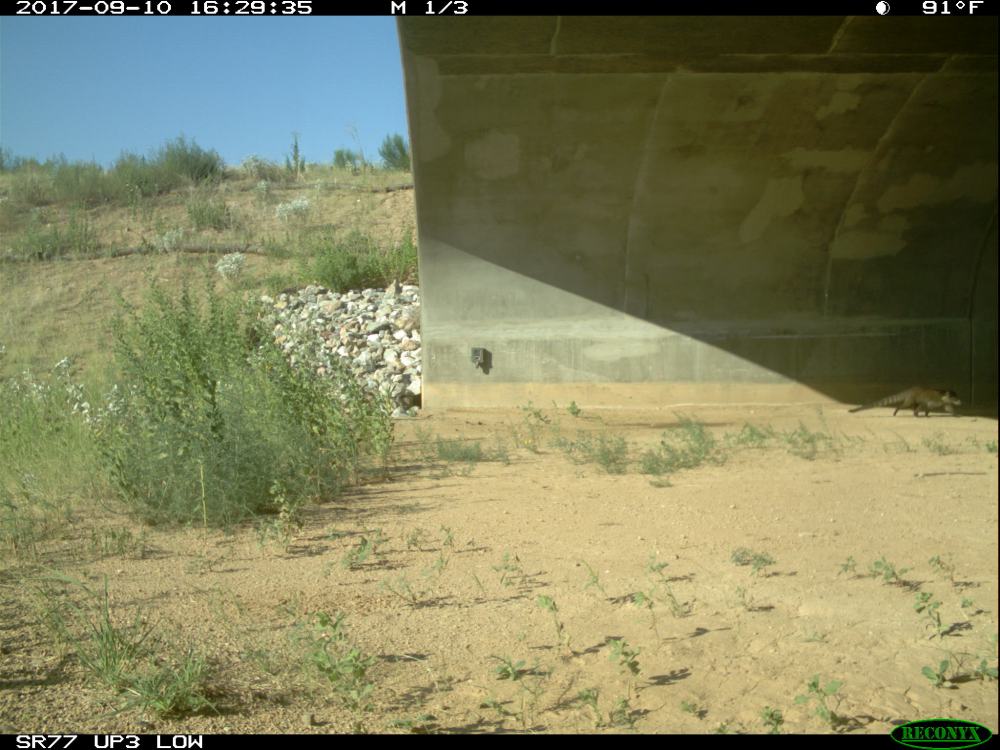 A coatimundi uses the Oracle Road wildlife underpass in September 2017.
