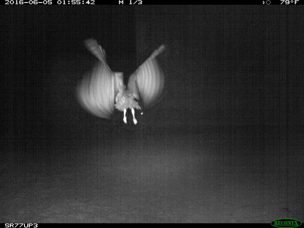A great-horned owl flies in front of a camera on the wildlife underpass.