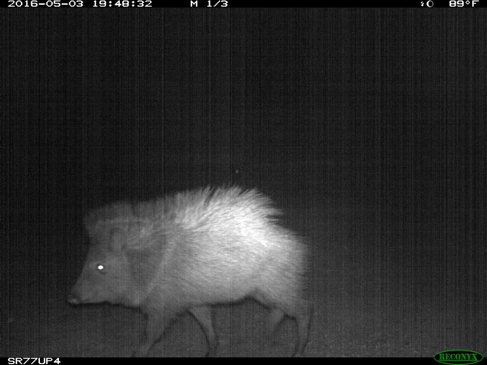 A javelina using the Oracle Road wildlife underpass in May 2016.