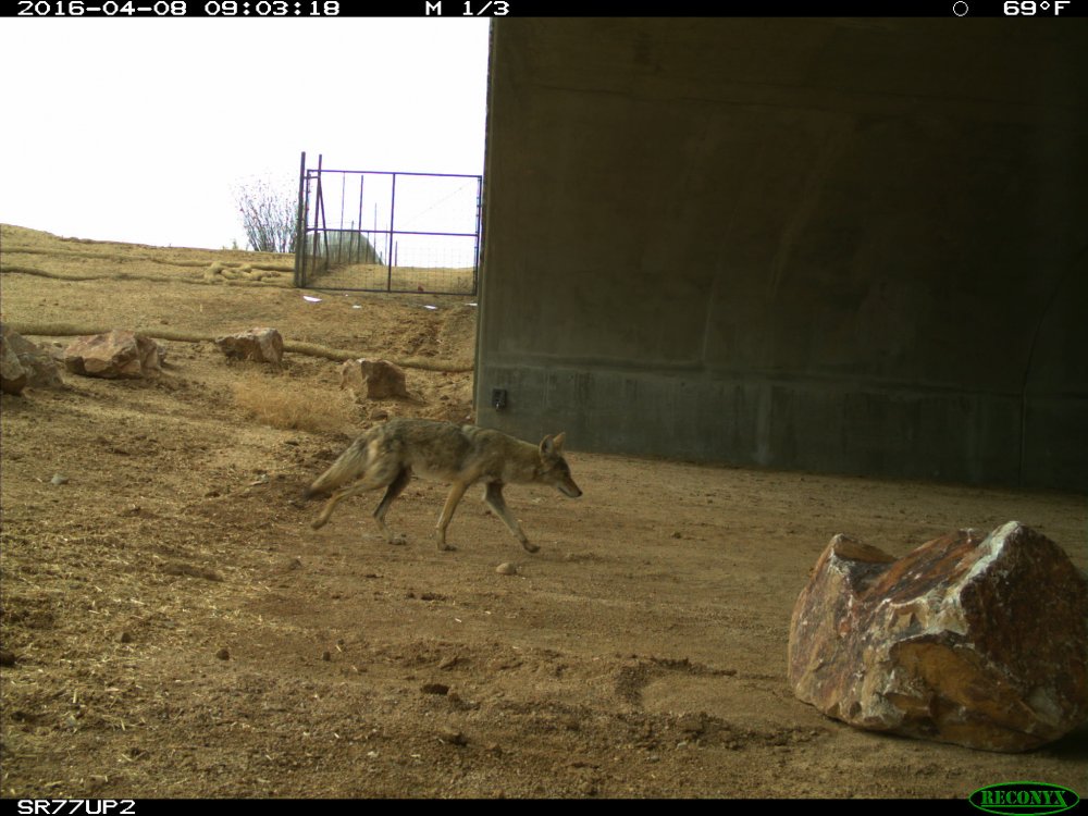 A coyote enters the wildlife underpass in April 2016.