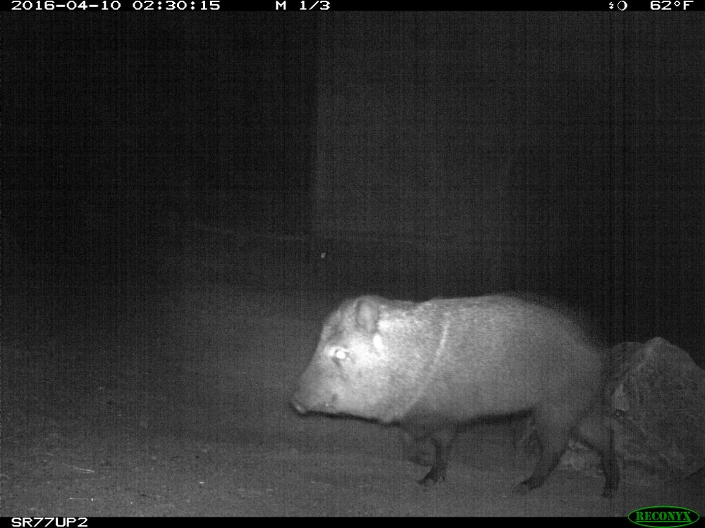 A javelina using the Oracle Road wildlife underpass in April 2016.