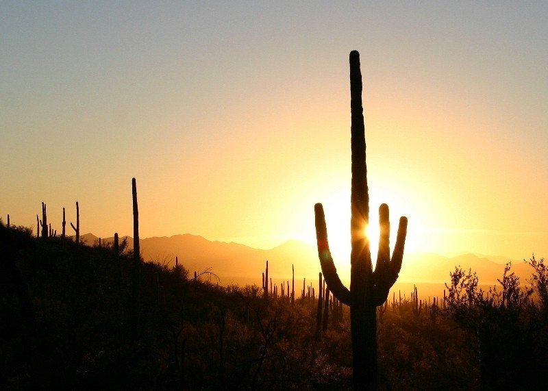 This saguaro cactus stands tall and greets the sun in Saguaro National Park-Tucson Mountain District. Photo courtesy Saguaro National Park/NPS.