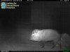 Javelina_Underpass-0416