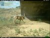 MuleDeerUP