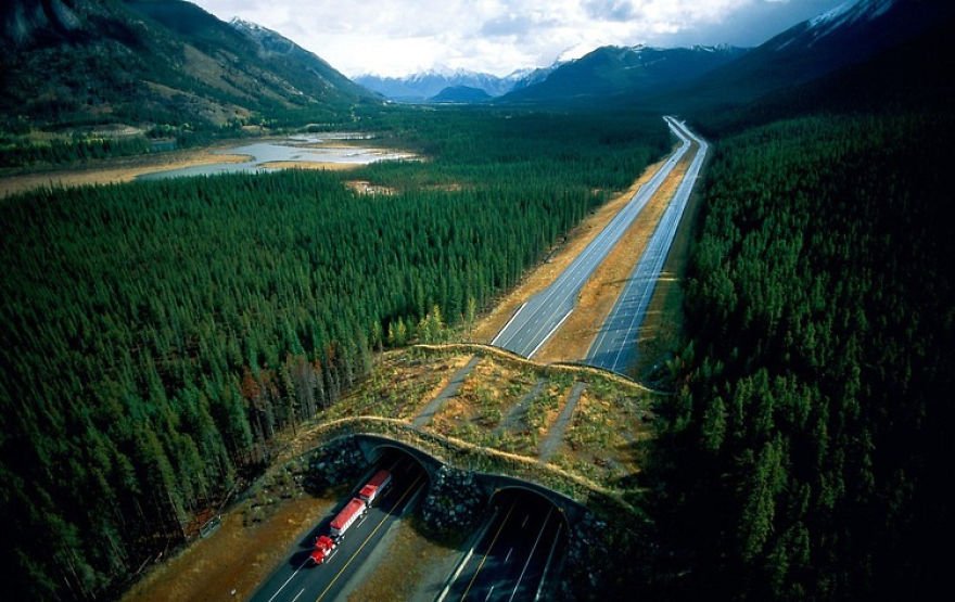 Ecoduct in Banff National Park Canada