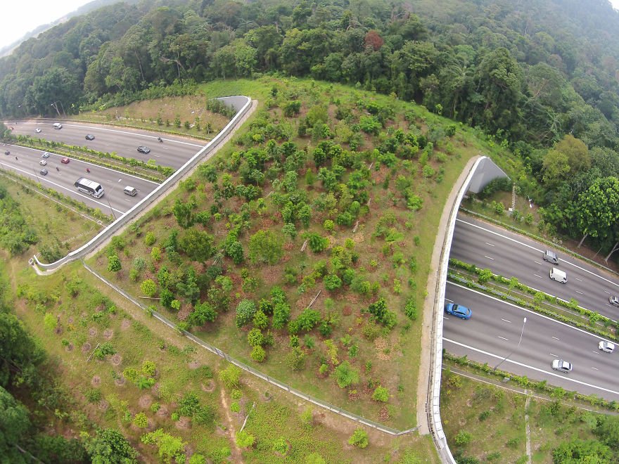 Ecoduct in Singapore