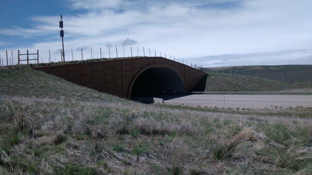 Trappers Point Wildlife Bridge near Pinedale, Wyoming