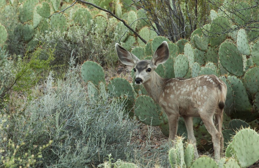This mule deer was photographed in the Tucson Mountains among dense Sonoran Desert foliage. Photo by Thomas Wiewandt.