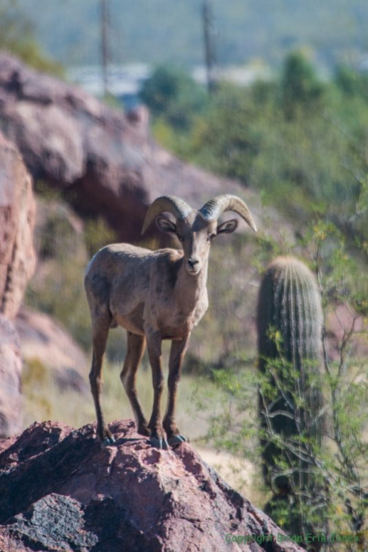 This Nelson’s Bighorn Sheep ram (Ovis canadensis nelsoni) was photographed in the northern end of the Tucson Mountains in 2016 after likely migrating from Ironwood Forest National Monument to the west (and directly through the area proposed for an I-11 route). This ram was one of two desert bighorn sheep spotted throughout the Tucson Mountains until they finally traveled further afield. Photo by Brian Jones.