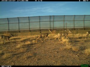 Deer on SR77 overpass