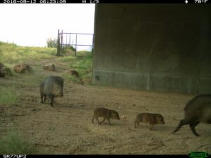Javelina in SR77 underpass. 