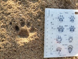 One bobcat track in dirt with a tracking ID sheet next to it for scale