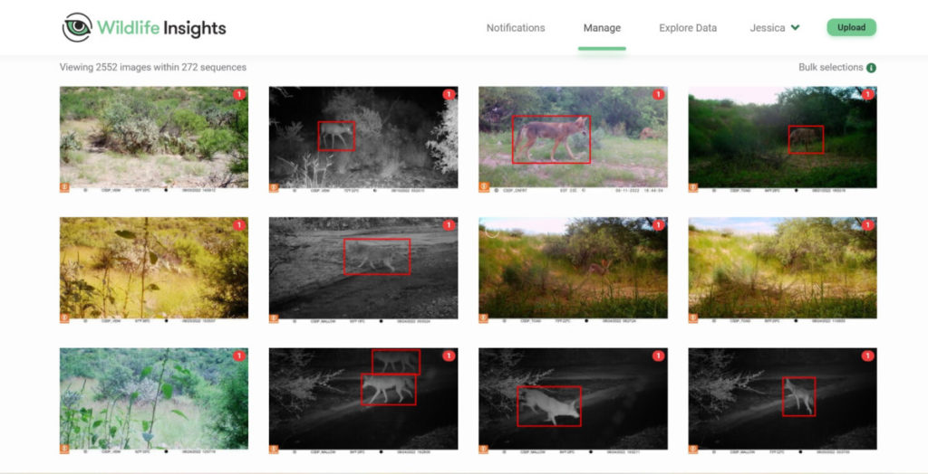 Twelve wildlife camera images in a grid with the animals circled in a red, taken from a screenshot of website. 