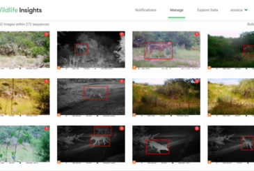Twelve wildlife camera images in a grid with the animals circled in a red, taken from a screenshot of website.