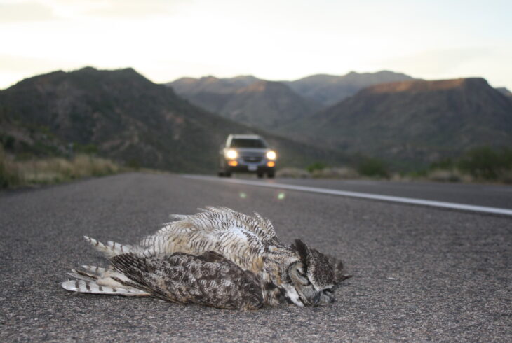 Great horned owl lies dead on the road in the foreground, with an oncoming card with headlights on in the background in the soft evening light.